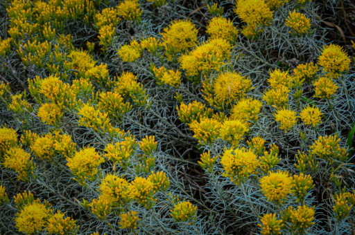 山里常见花卉	（山里常见植物）