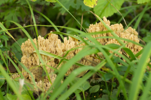 蓟州区四季花卉种植价位	（蓟县苗圃花卉基地）