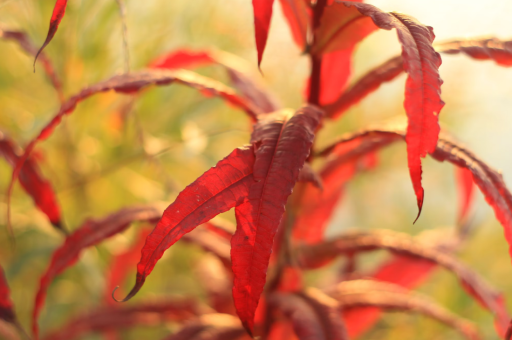 花卉隔断设计	（花艺隔断）