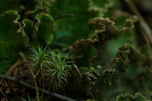花卉小叶翠竹	（小翠竹盆景）