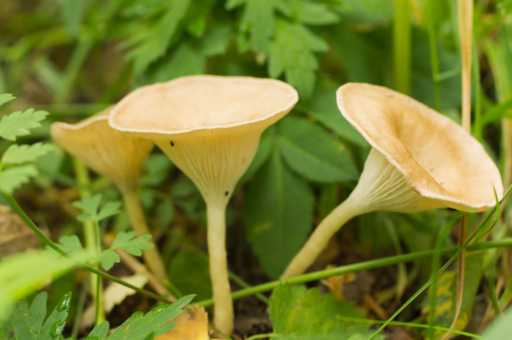 抄底时机已现？巴菲特钟爱的指标发出买入信号