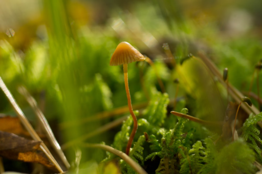花卉马鞍	（全新的马鞍雕花太过华丽像是皇家座椅）