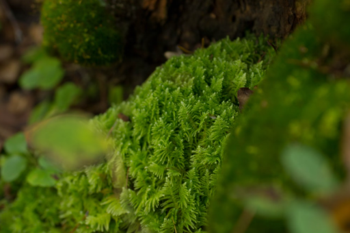 北辰区梯田花卉种植包装	（北辰区花卉市场）