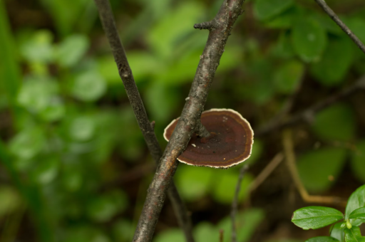 生物钟与健康小报（生物钟表格）