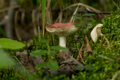 花卉苗木基地名称	（花卉苗木种植批发基地）