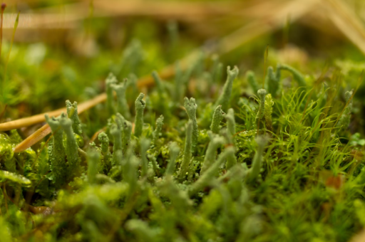 花卉绿植营业范围怎么写	（绿植经营范围怎么写最好）