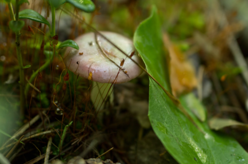 欧林生物：聘任证券事务代表