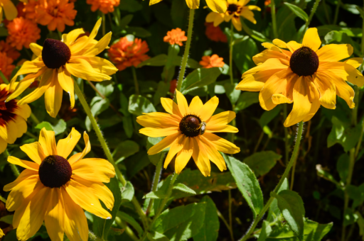 北方怎么养护木香花卉	（北方怎么养护木香花卉呢）