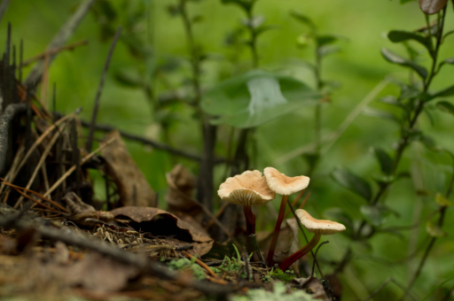 雏菊花卉纹样	（雏菊花样子介绍）