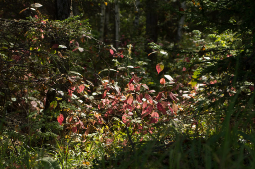 网站特色阿里健康(阿里健康官方) 网站特色阿里健康(阿里健康官方)