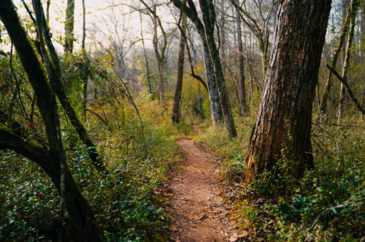 皇后衣服上绣的什么花卉	(古代皇后衣服上的花纹) 皇后衣服上绣的什么花卉	(古代皇后衣服上的花纹)