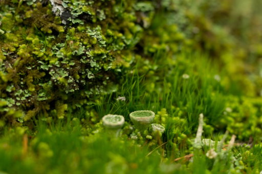 LME铜价创新高 受供应风险影响 LME铜价创新高 受供应风险影响