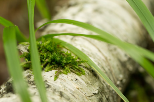 萧邦花卉	(萧邦 hk) 萧邦花卉	(萧邦 hk)