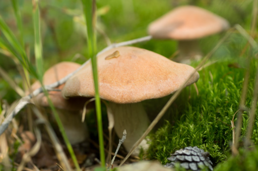 日本央行维持政策利率在0.50%不变 决议投票结果为7比2 日本央行维持政策利率在0.50%不变 决议投票结果为7比2