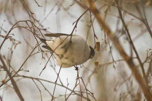校内集中健康监测（学校健康监测记录表怎么写）