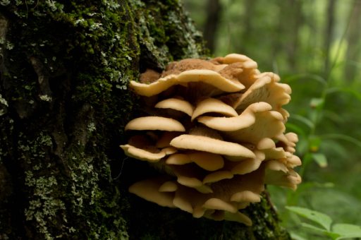 花卉缩节用什么药好	（微缩花卉）