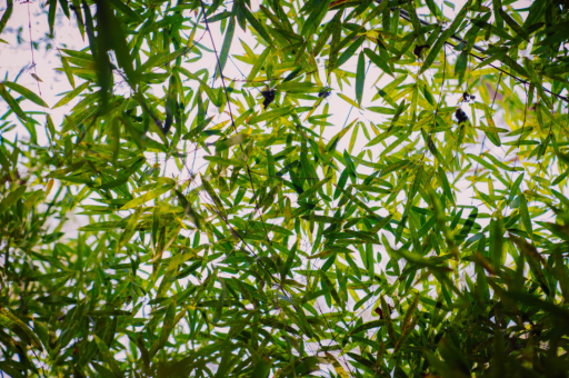 孤雁花卉	(孤雁是什么鸟) 孤雁花卉	(孤雁是什么鸟)