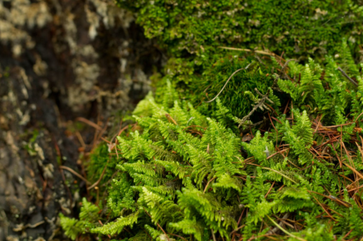 花卉种植公司营销	（花卉种植公司营销策略）