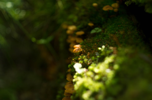 苏北适合栽什么花卉	(苏北可以种什么水果) 苏北适合栽什么花卉	(苏北可以种什么水果)