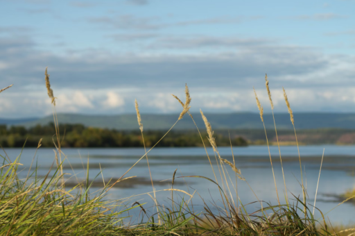 商丘的花卉市场在哪里花卉	(商丘市花卉市场哪个好) 商丘的花卉市场在哪里花卉	(商丘市花卉市场哪个好)