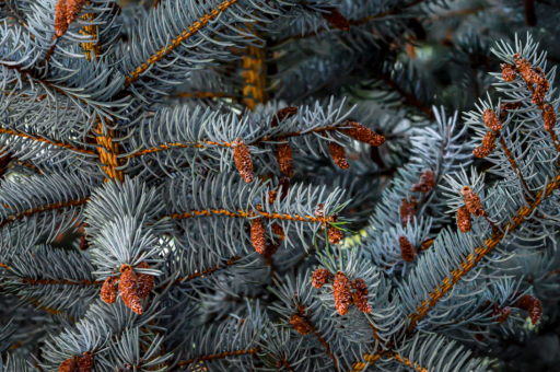 花卉美男	(花美男是什么意思?) 花卉美男	(花美男是什么意思?)