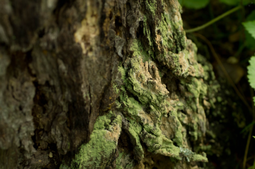 亚马逊新增货运航班,为夏威夷次日达配送铺路 亚马逊新增货运航班,为夏威夷次日达配送铺路