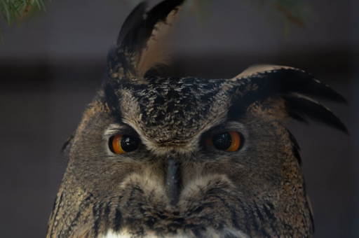 花卉叶片邹	(花叶容易皱怎么办) 花卉叶片邹	(花叶容易皱怎么办)