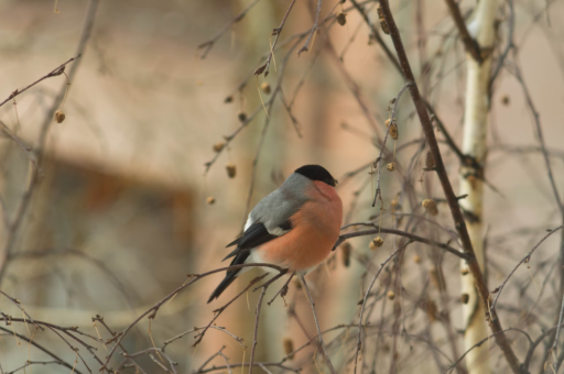 花卉1987	(花卉图片大全大图) 花卉1987	(花卉图片大全大图)