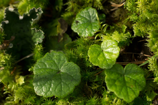 景圣花卉	(景圣景房地产) 景圣花卉	(景圣景房地产)