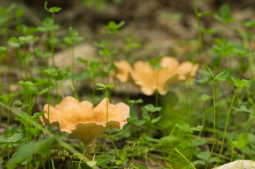 昊明花卉	（昊卉园林花卉公司）