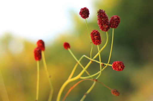 10种紫叶盆载花卉	（紫叶有哪些植物盆栽）