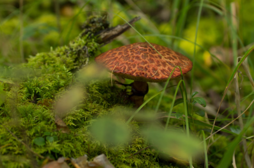 聊城花卉价格	（聊城花卉市场）