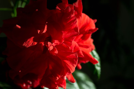 冬种花卉动态图	(冬季花种子的种植方法) 冬种花卉动态图	(冬季花种子的种植方法)