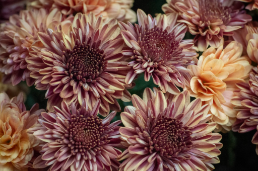 幼儿心理健康教师c证(幼儿园教师心理c证) 幼儿心理健康教师c证(幼儿园教师心理c证)