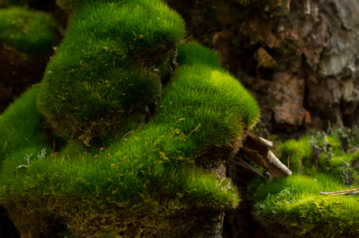 自动驾驶“双雄”陷数据罗生门