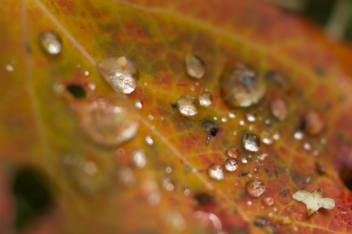 夜景花卉园	（晚上花园夜景）
