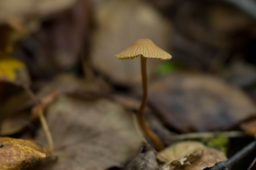 印度卢比再度逼近纪录低点 央行近期干预效果有限