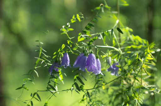 滴管花卉	（滴管种植技术）