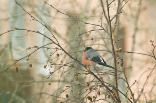 金海高科：累计回购公司股份1811500股
