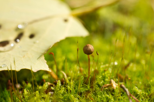 雨林原生花卉植物图片	（雨林植物怎么养）