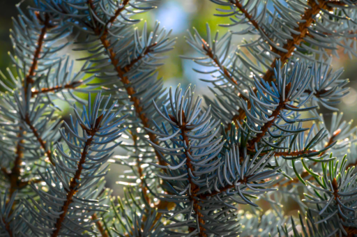 典雅的腊梅盆栽颐和园花卉	（颐和园乐农轩腊梅）