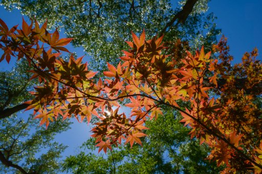 淡雅花卉生活照片高清	（淡雅花朵唯美意境图片）
