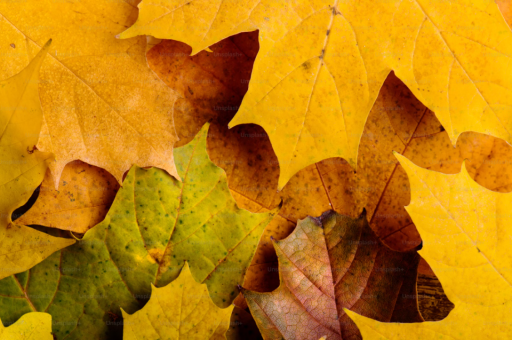 荷兰出口花卉最赚钱的花卉	（荷兰出口的花卉占世界花卉贸易总额的40%以上,这得益于）